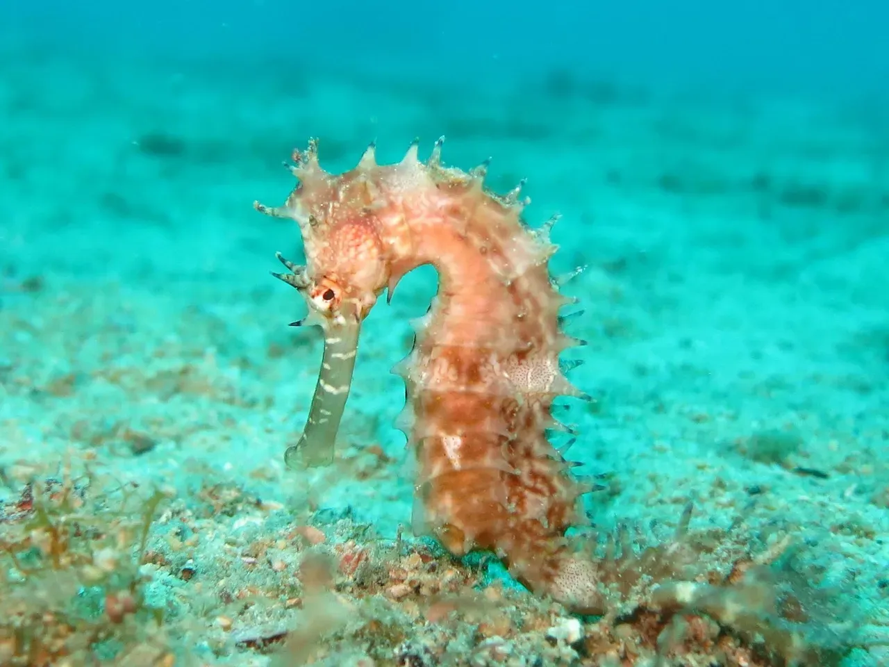 Pygmy Seahorse Matches Its Coral Home Perfectly (Image Credits: Pixabay)