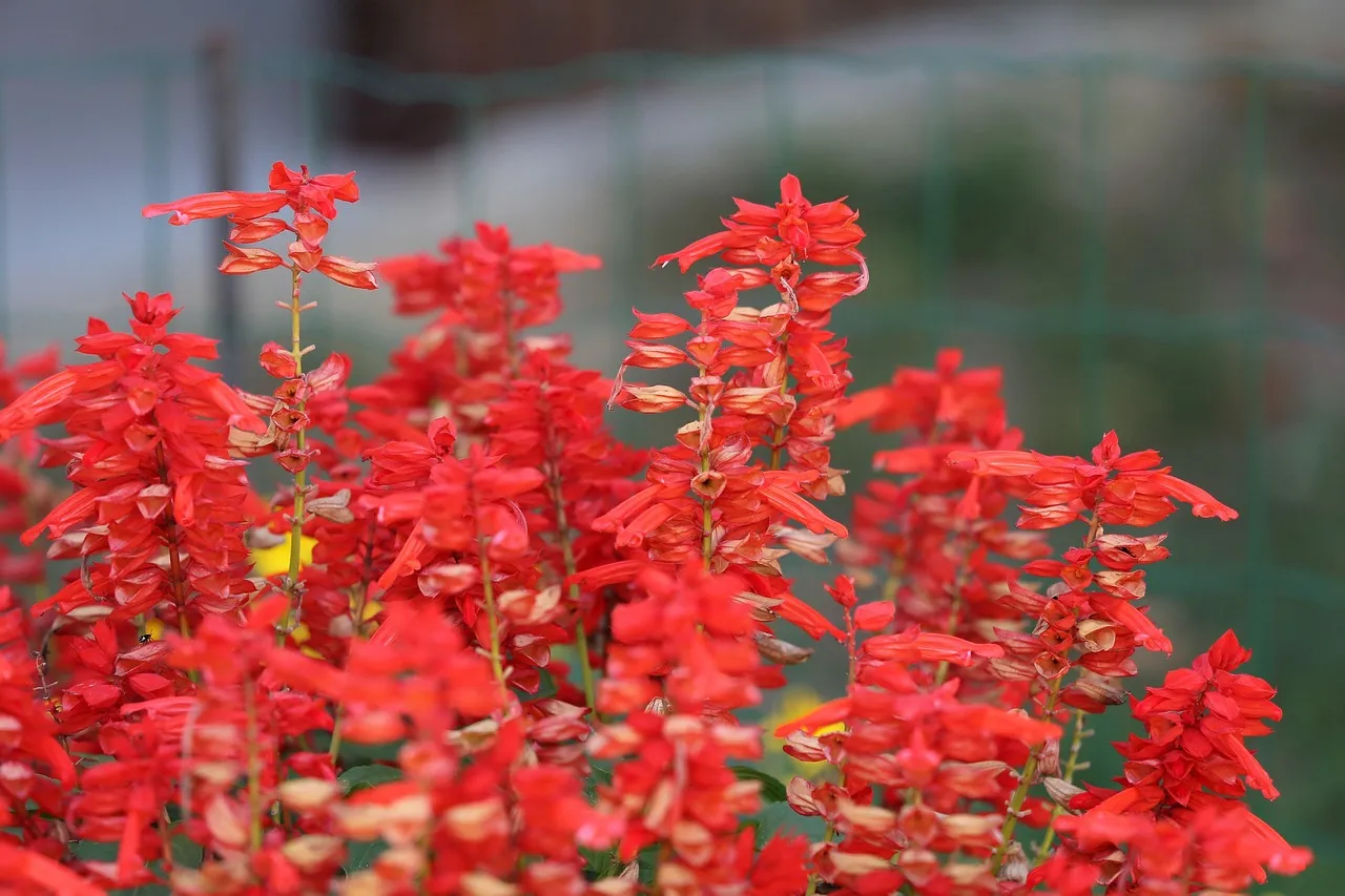Red Salvia and Scarlet Sage (Salvia splendens & Salvia coccinea) (Image Credits: Pixabay)