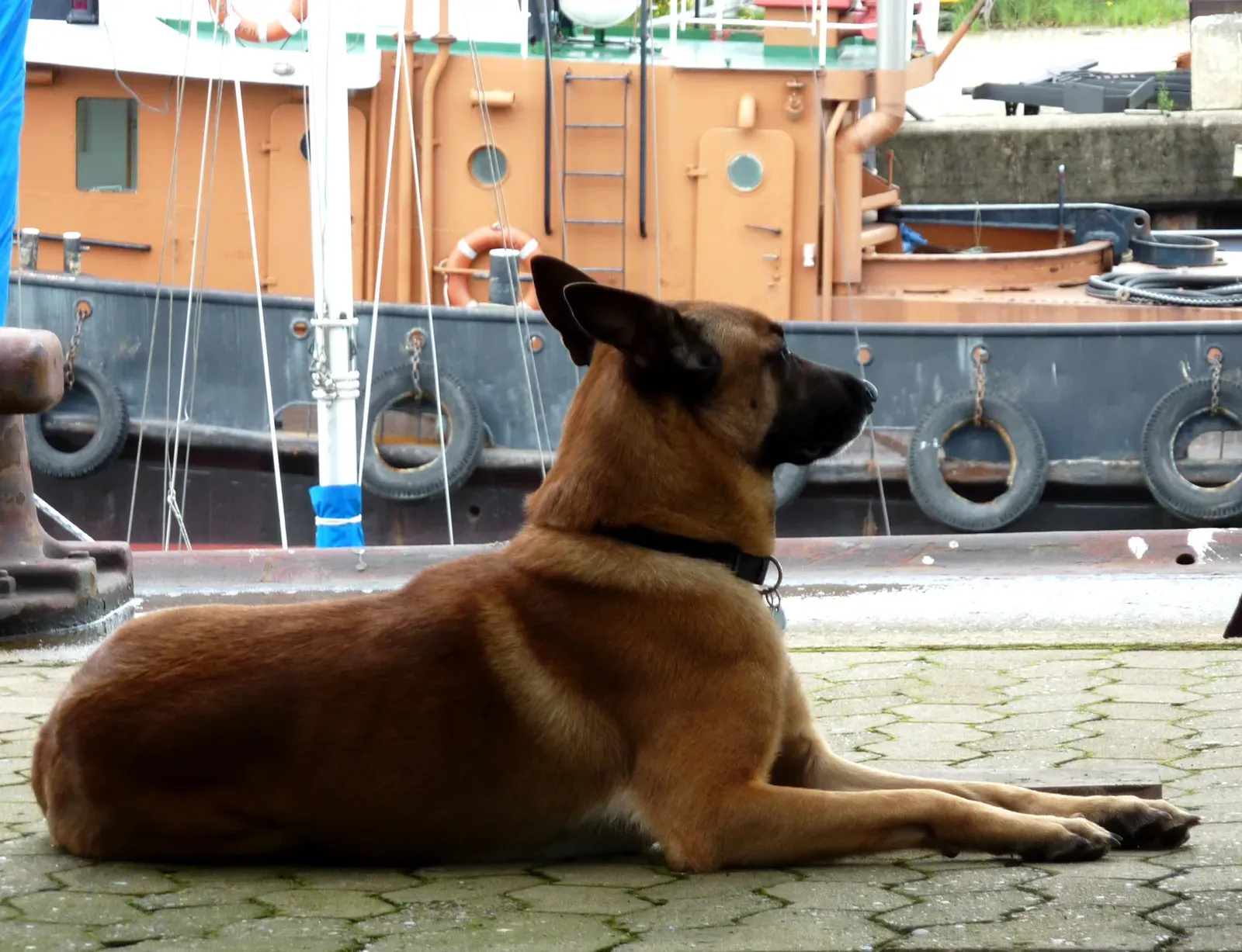 20. Belgian Malinois: The Ultimate Working Dog (Image Credits: Wikimedia)