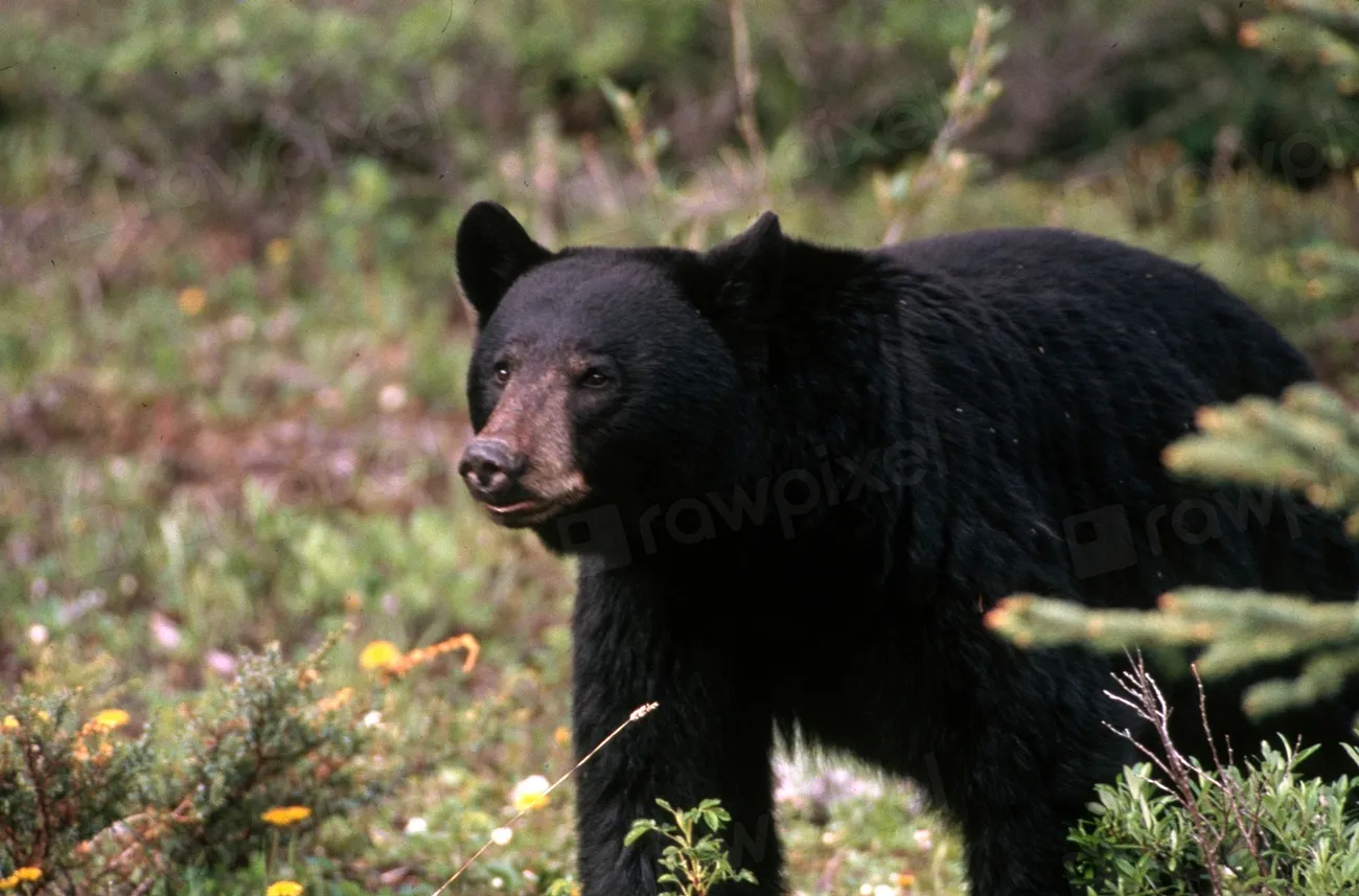 Conclusion: A Wild Neighbor We Chose, Whether We Admit It or Not (Image Credits: Rawpixel)