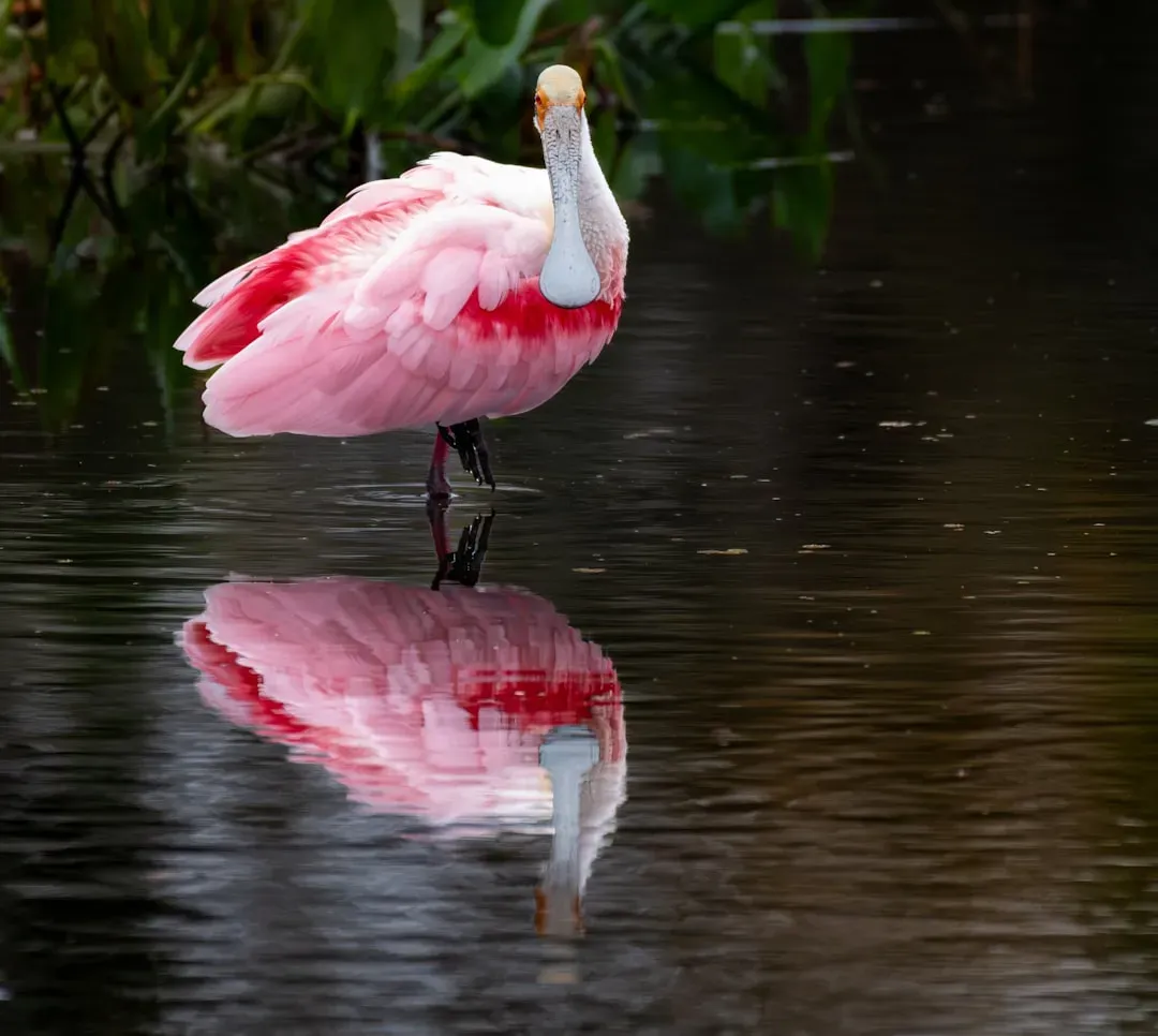 Wading Birds: Living Indicators of Everglades Health (Image Credits: Unsplash)