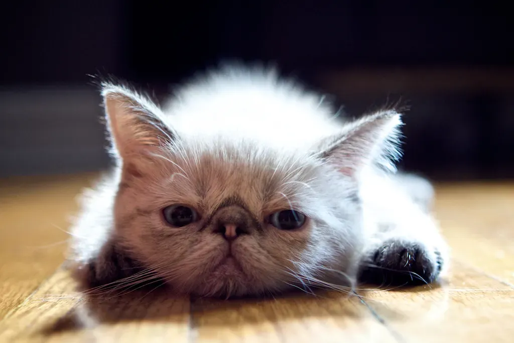 #8 Exotic Shorthair: The Persian Heart in a Low-Maintenance Coat (captainpancakes, Flickr, CC BY 2.0)