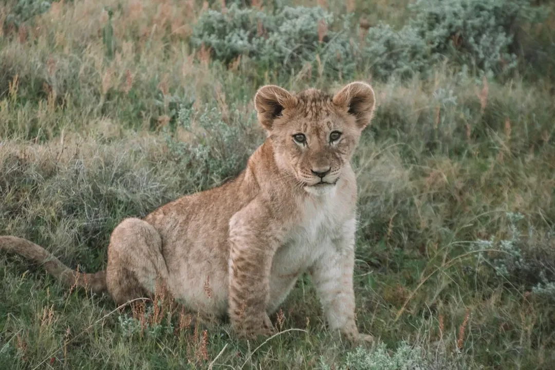 Young Cougars Are Curious, Inexperienced, and Desperate (Image Credits: Unsplash)