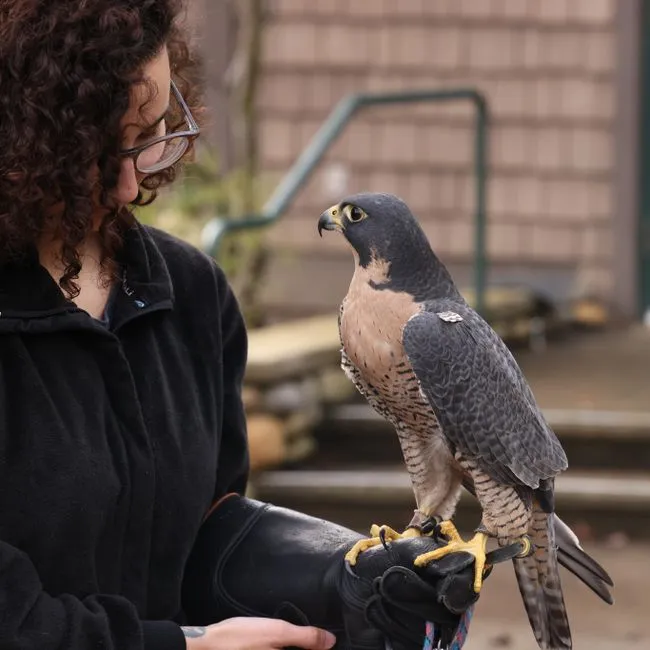 Peregrine falcons: the urban speed demons cleaning up our mistakes (Image Credits: Pexels)