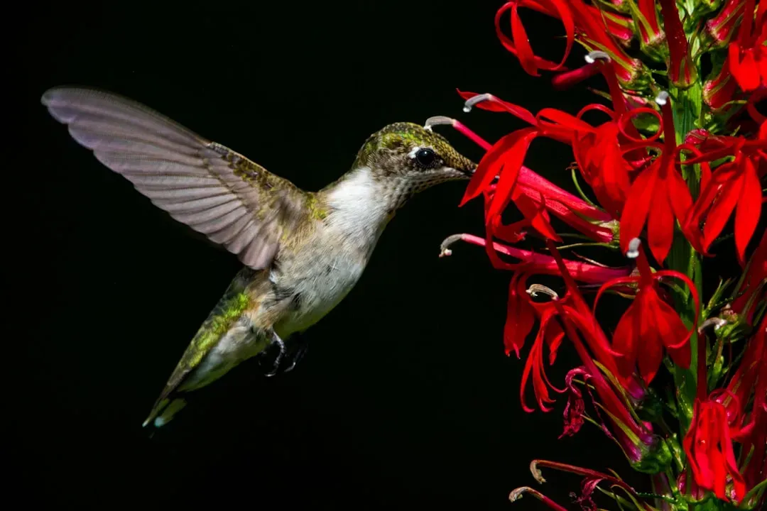 1. Cardinal Flower (Lobelia cardinalis) - The Ultimate Hummingbird Magnet (Image Credits: Unsplash)