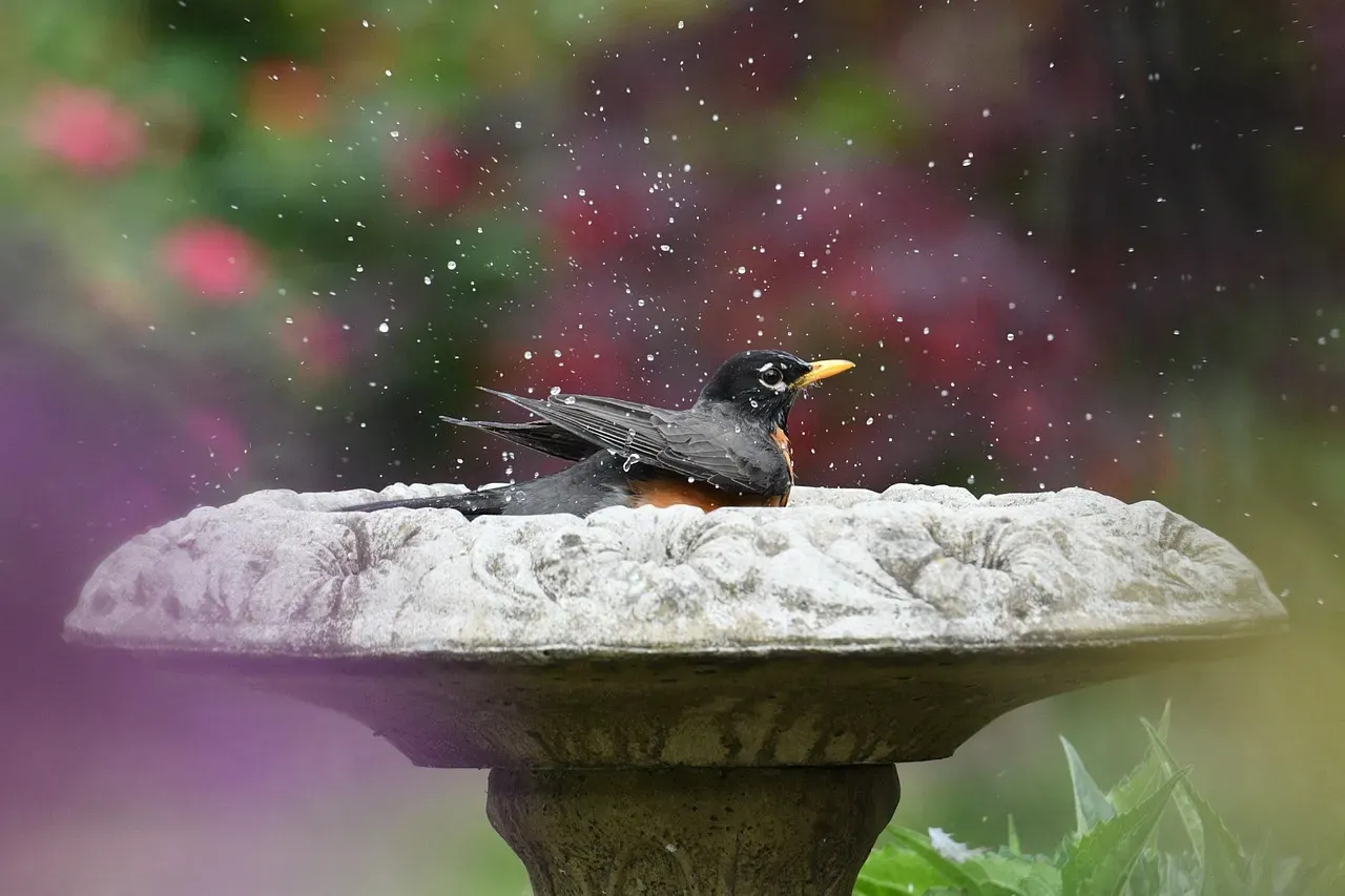 13. Provide a Reliable Water Source (Image Credits: Pixabay)