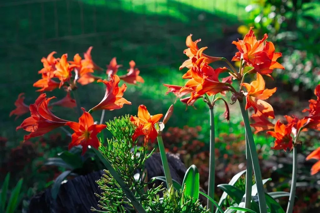 13. Canna Lily (Image Credits: Rawpixel)