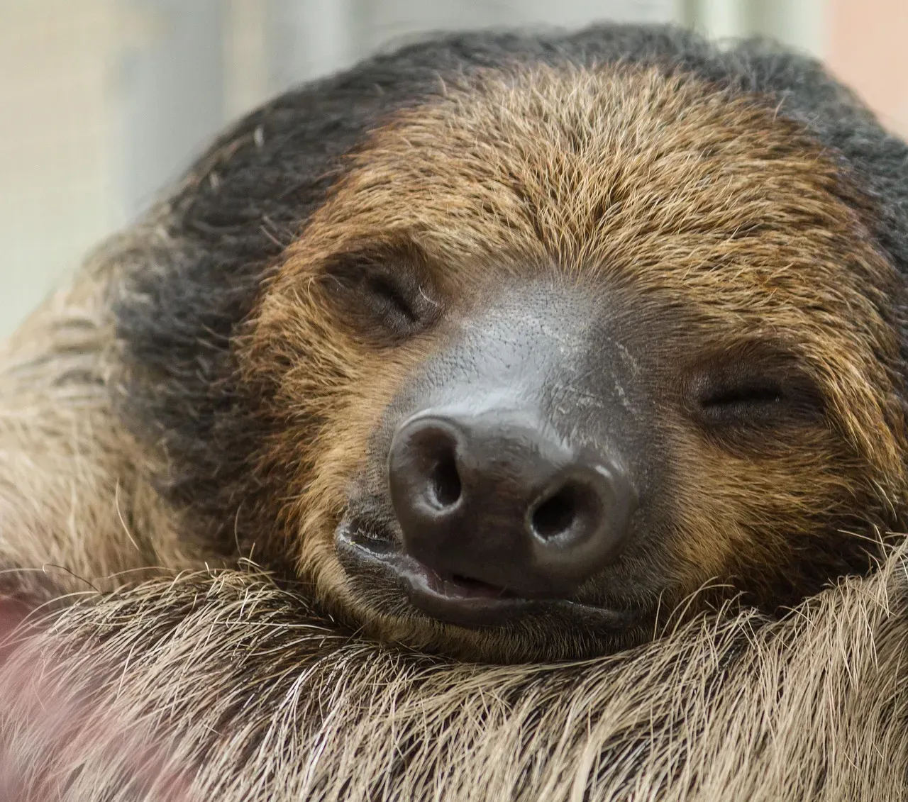 1. Slowness Is Actually Genius-Level Survival Strategy (Image Credits: Pixabay)