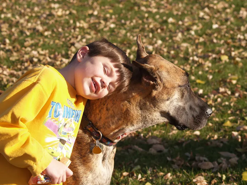 11. Great Dane: The Gentle Giant Who Just Wants to Nap Beside You (lostinfog, Flickr, CC BY-SA 2.0)