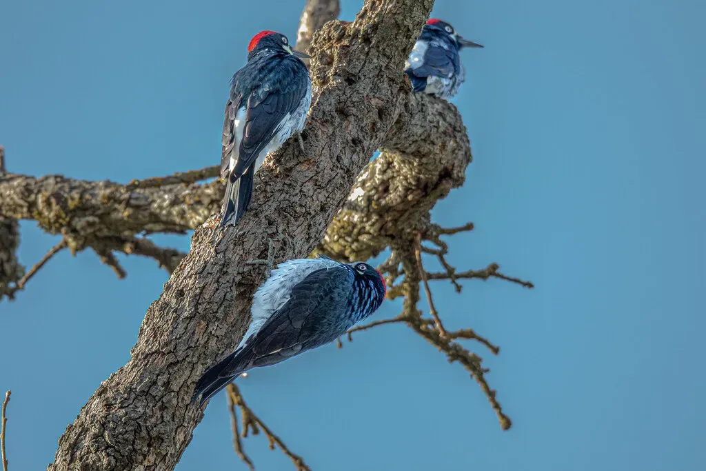 A Community Operation: The Woodpecker Group That Works as One (agarwalak2010, Flickr, CC BY-SA 2.0)