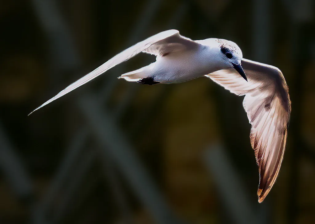 Implications for Ecosystem Health (. Ray in Manila, Flickr, CC BY 2.0)