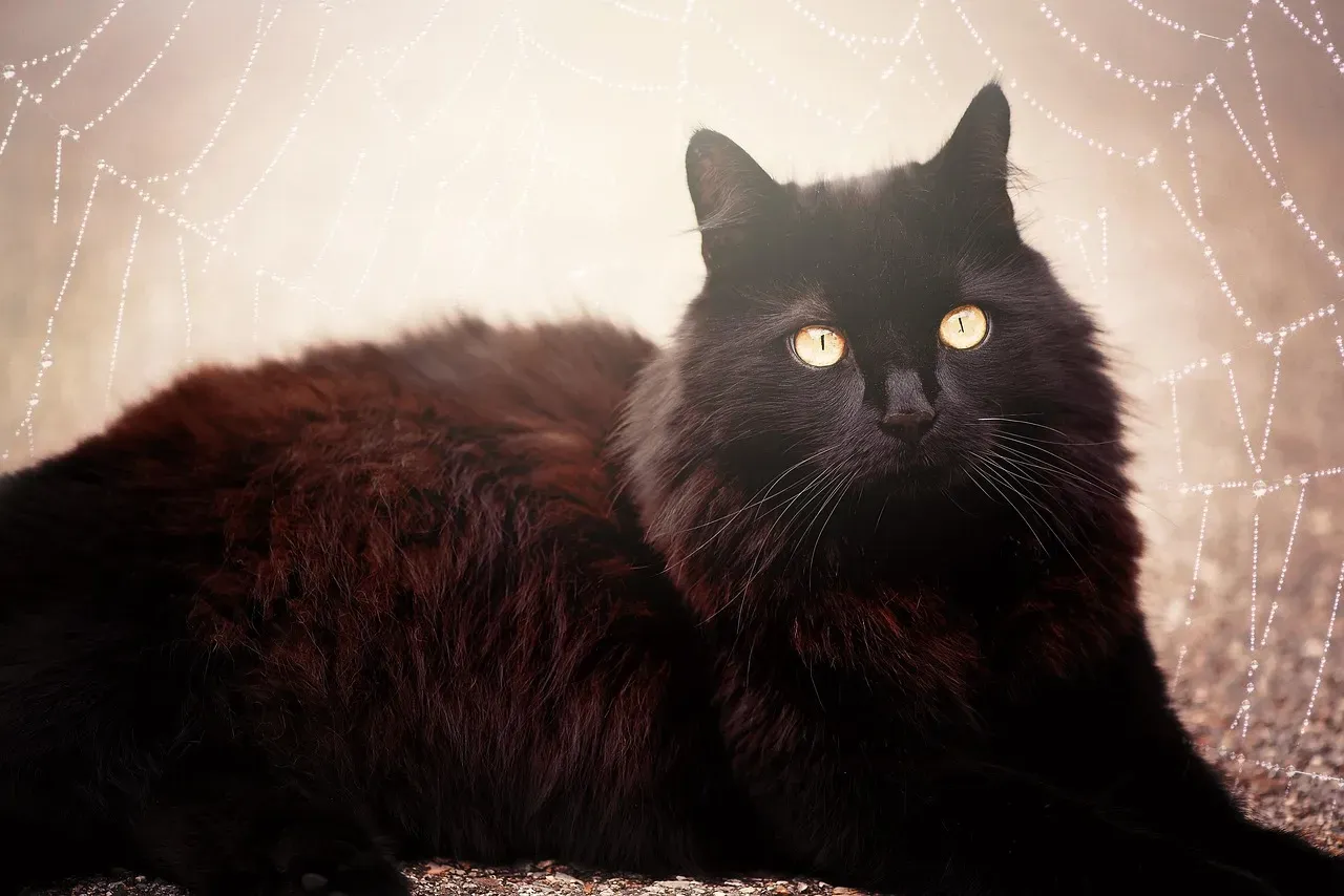 Conclusion: The Right Cat Can Mirror a Scorpio's Most Beautiful Depths (Image Credits: Pixabay)