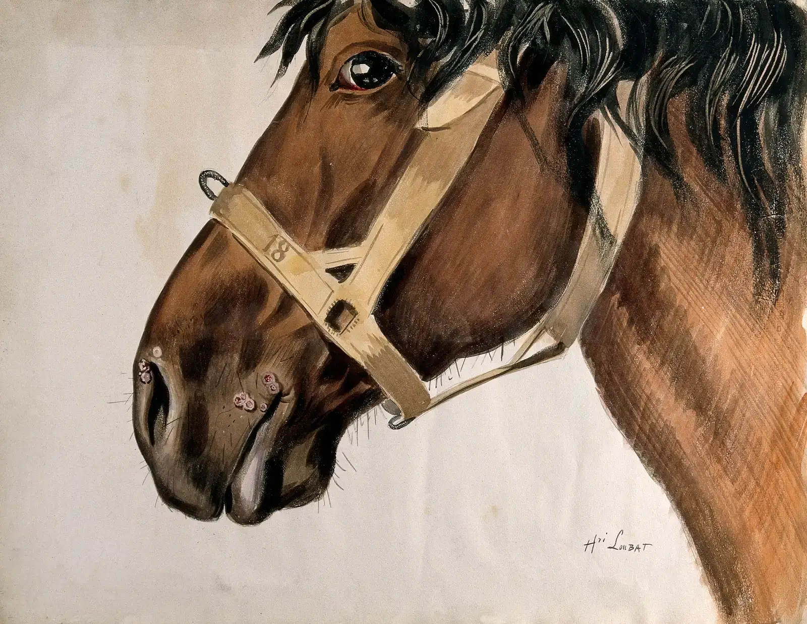 Horses Have the Largest Eyes of Any Land Mammal (Image Credits: Wikimedia)
