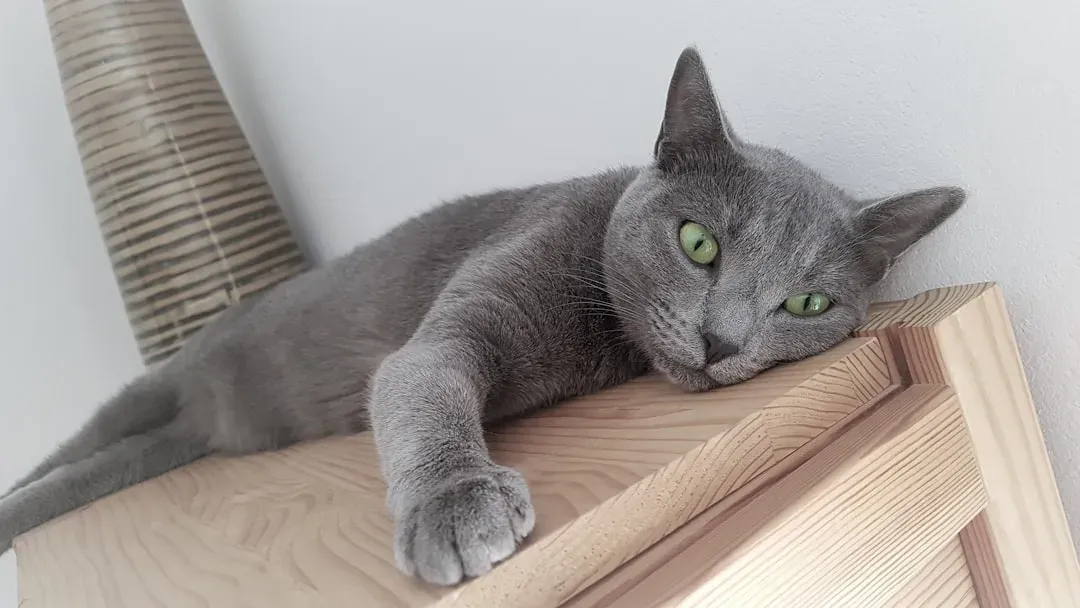 14. The Korat: Independent Intelligence That Sets Its Own Rules (Image Credits: Unsplash)