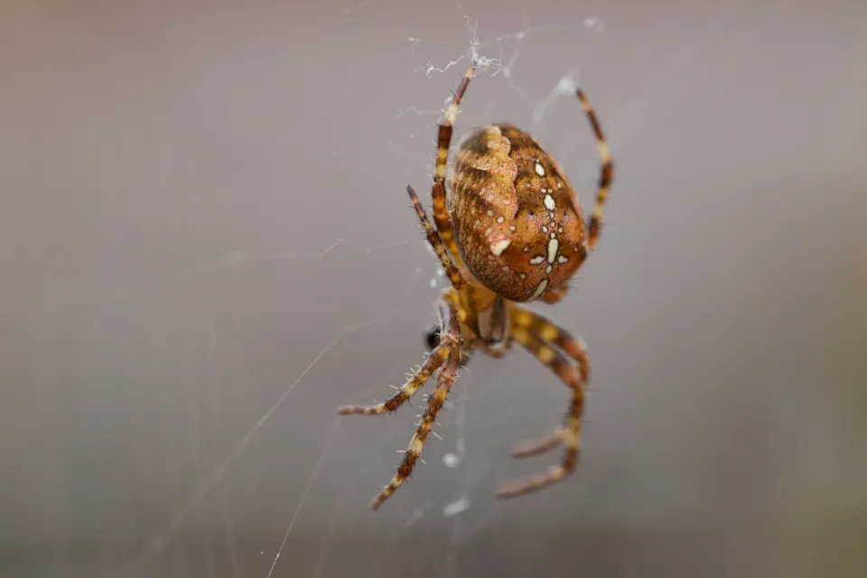 The Spider (Image Credits: Stocksnap)