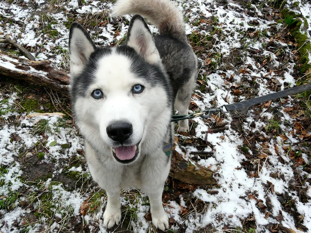#5 - Dogs With Chronic Medical Needs (Regardless of Breed) (jack berry, Flickr, CC BY 2.0)