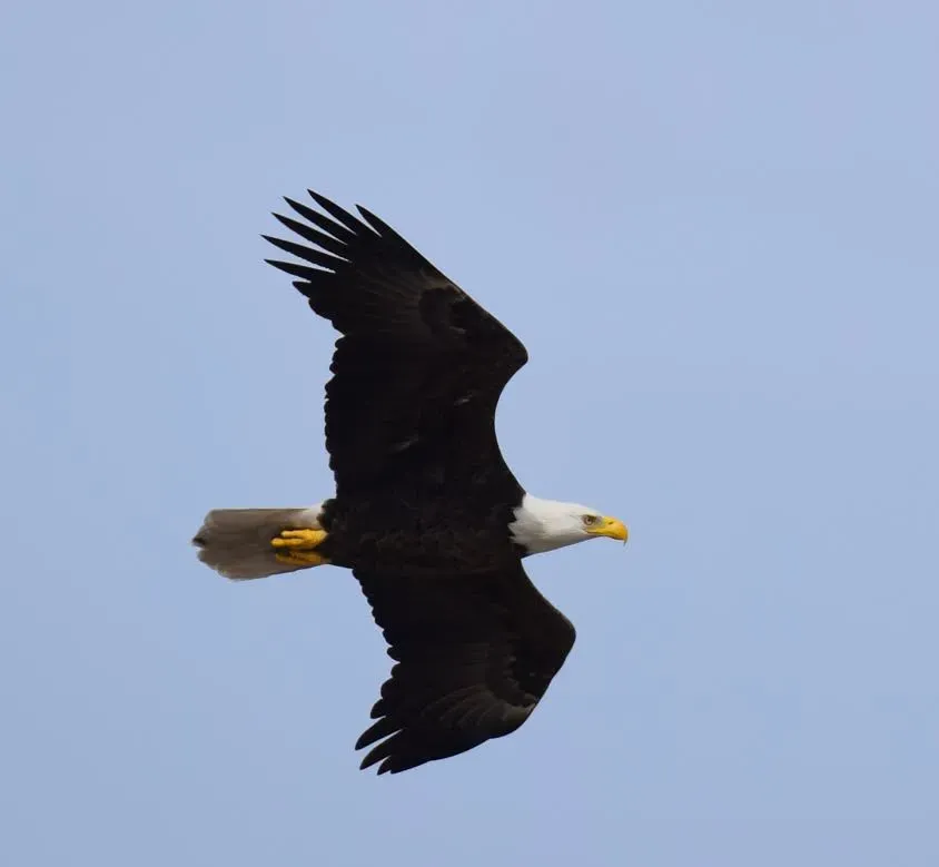 Cancer (June 21 &ndash; July 22): The Bald Eagle (USFWS/Southeast, Flickr, CC BY 2.0)