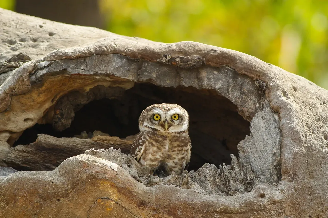 Indicators of Local Ecosystem Health (Image Credits: Pixabay)