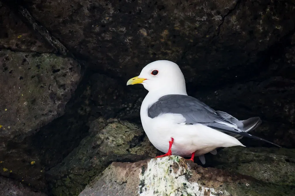 The Red-Legged Kittiwake and Pelagic Cormorant: Cliff-Nesting Wonders (Lisa Hupp, Flickr, CC BY 2.0)