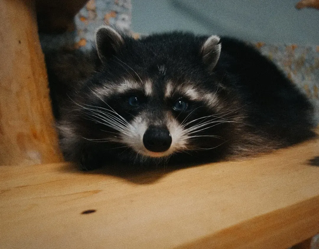 Bandit (Image Credits: Unsplash)