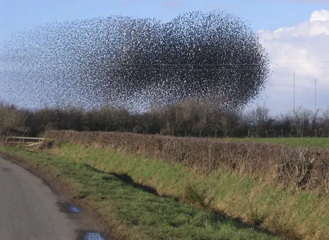 The Rule of Seven: How Every Bird Knows What to Do (From geograph.org.uk, CC BY-SA 2.0)