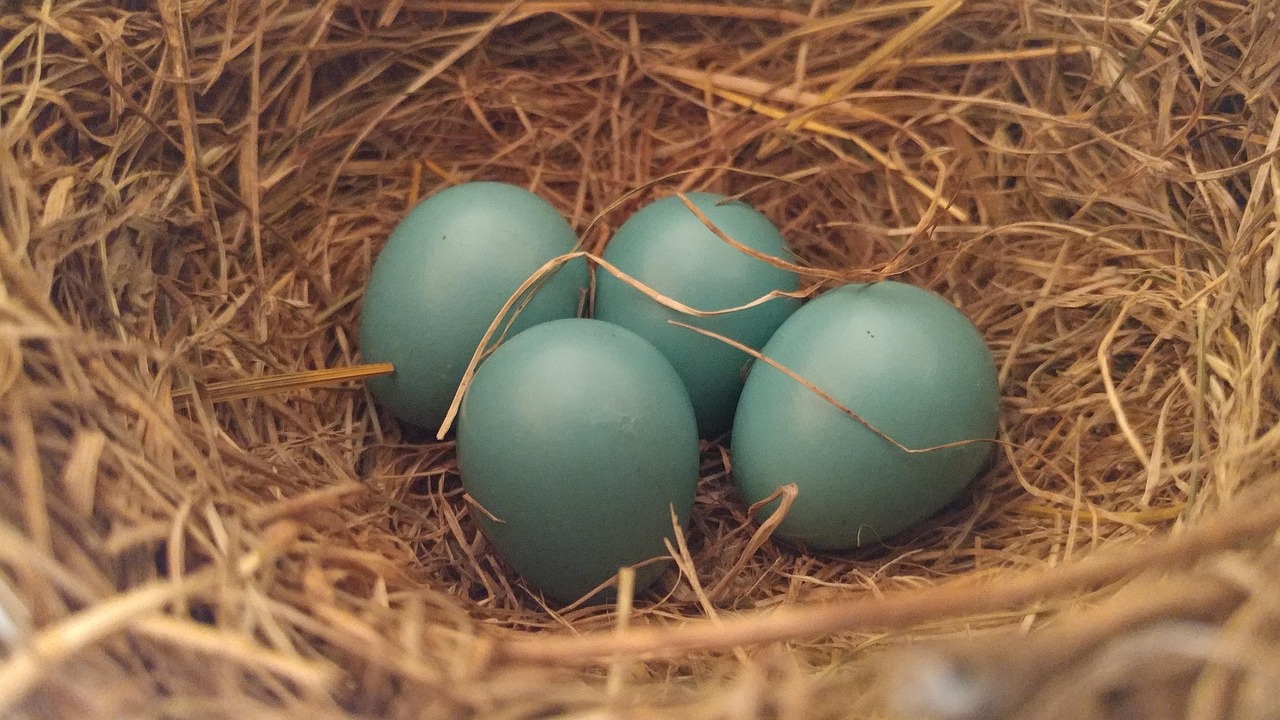 What It Means When You Find a Perfect Robin's Egg on Your Doorstep (According to Ornithology and 150 Years of Superstition)