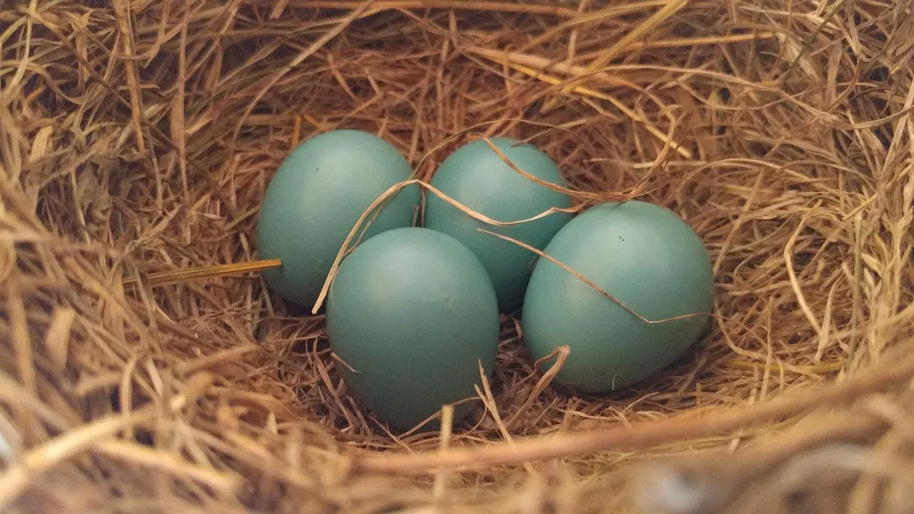 Possible Explanations for the Egg's Presence (Image Credits: Pixabay)