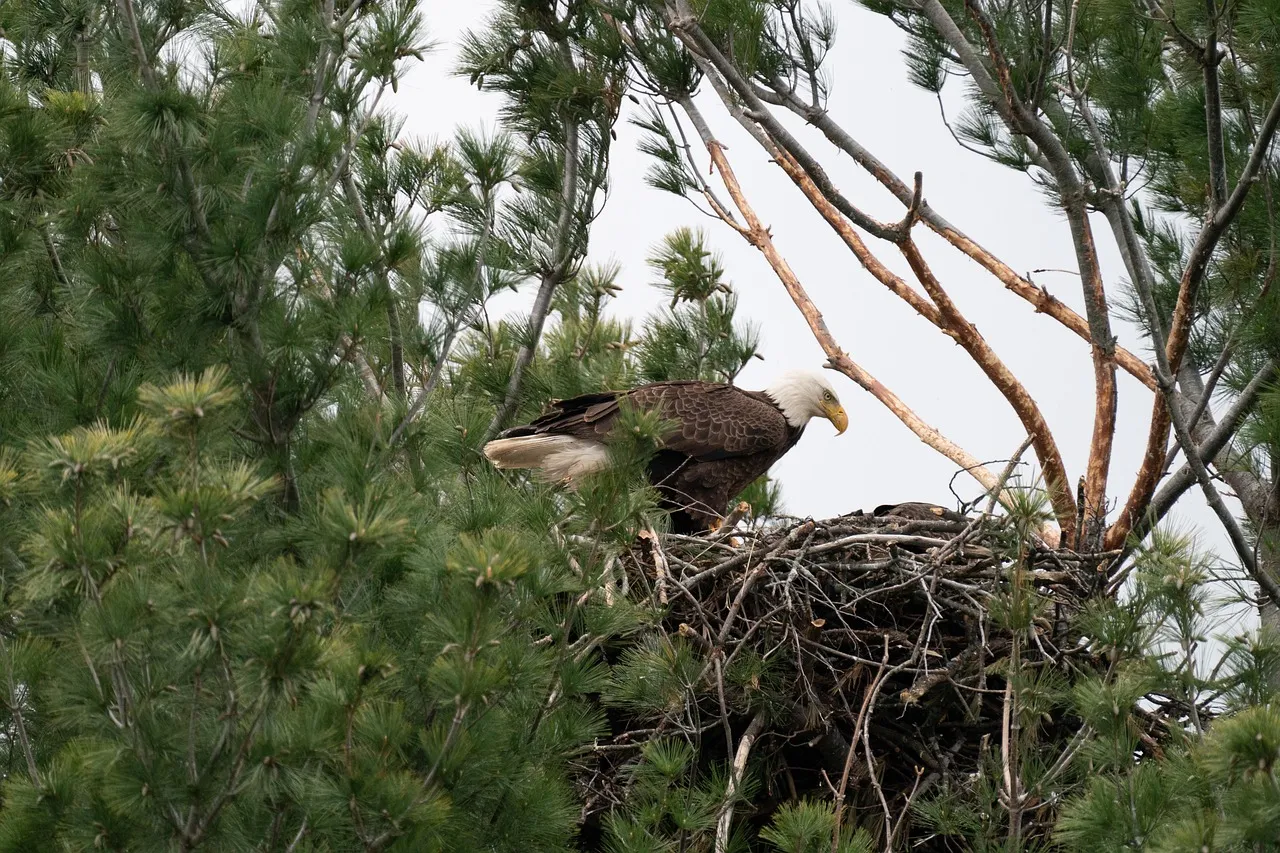 #6: Space and Structure for a Massive, Expanding Nest (Image Credits: Pixabay)
