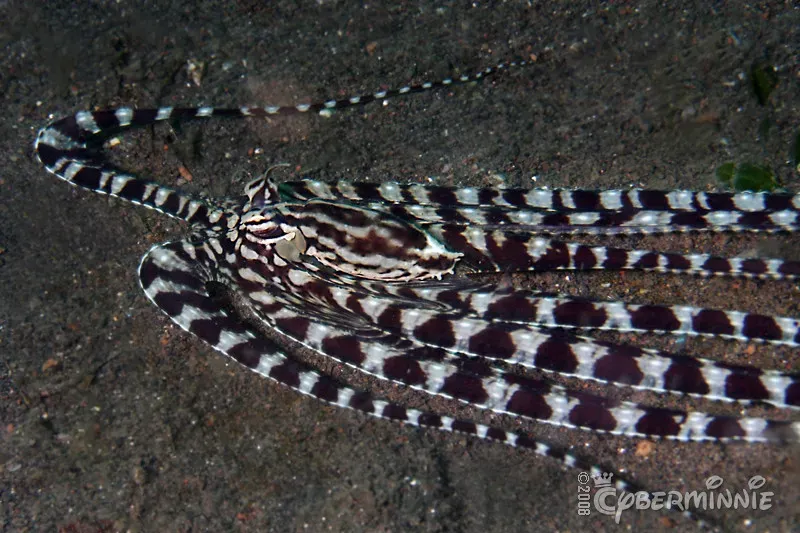 3. The Mimic Octopus: Master of a Thousand Disguises (Image Credits: Flickr)