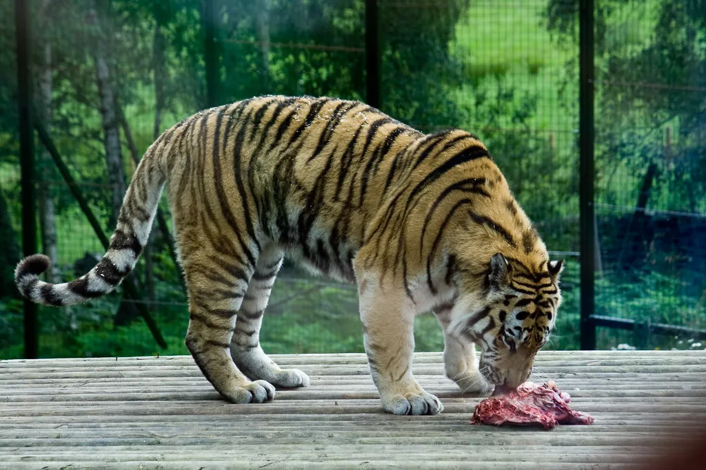 They Feed Alone and Guard Their Kills Jealously (Vegansoldier, Flickr, CC BY-SA 2.0)