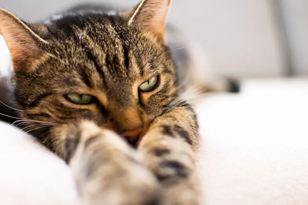 They're Stressed or Anxious About Something (Image Credits: Unsplash)