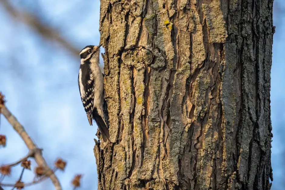 #8. Woodpecker Drumming Is Mostly About Communication, Not Food (Image Credits: Pexels)