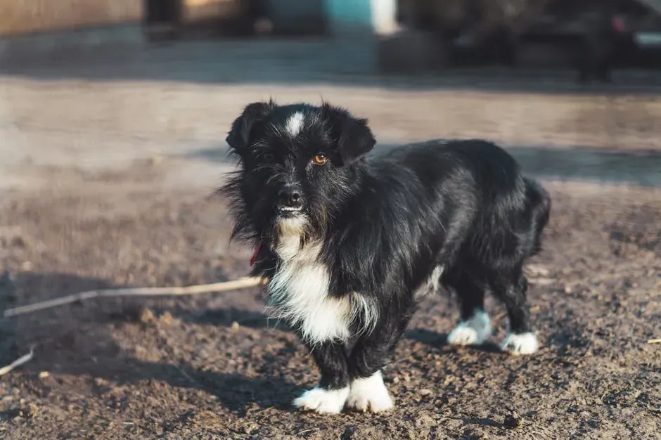 #18. Large Mixed-Breed Dogs (Black-Coated) (Image Credits: Pexels)
