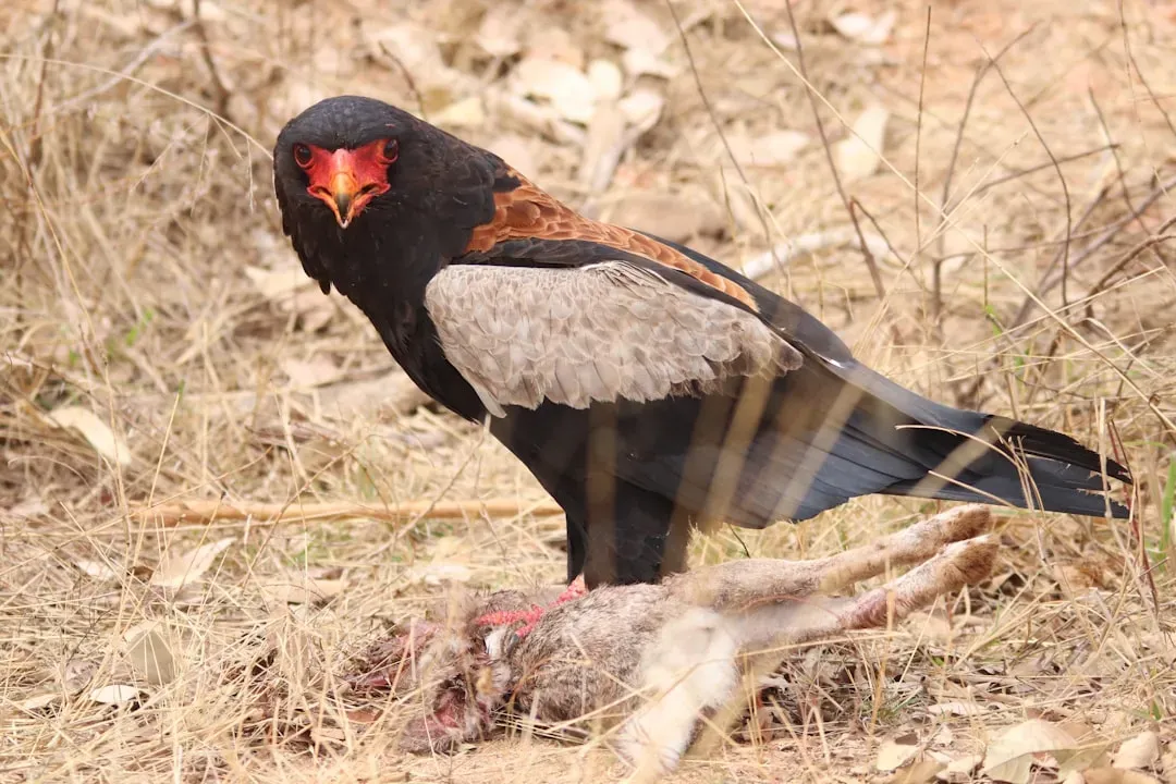 The Bateleur Eagle: Africa's Acrobatic Performer (Image Credits: Unsplash)