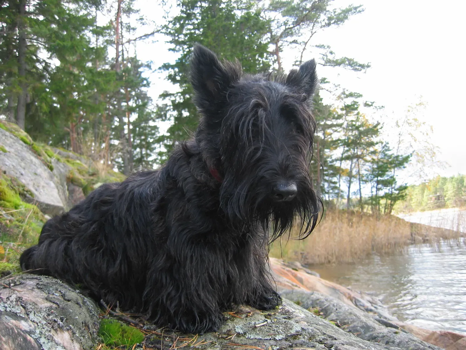 17. Scottish Terrier (Flickr, CC BY 2.0)