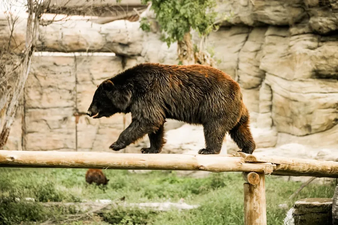 Birth Number 1: The Bold Bear (Image Credits: Unsplash)