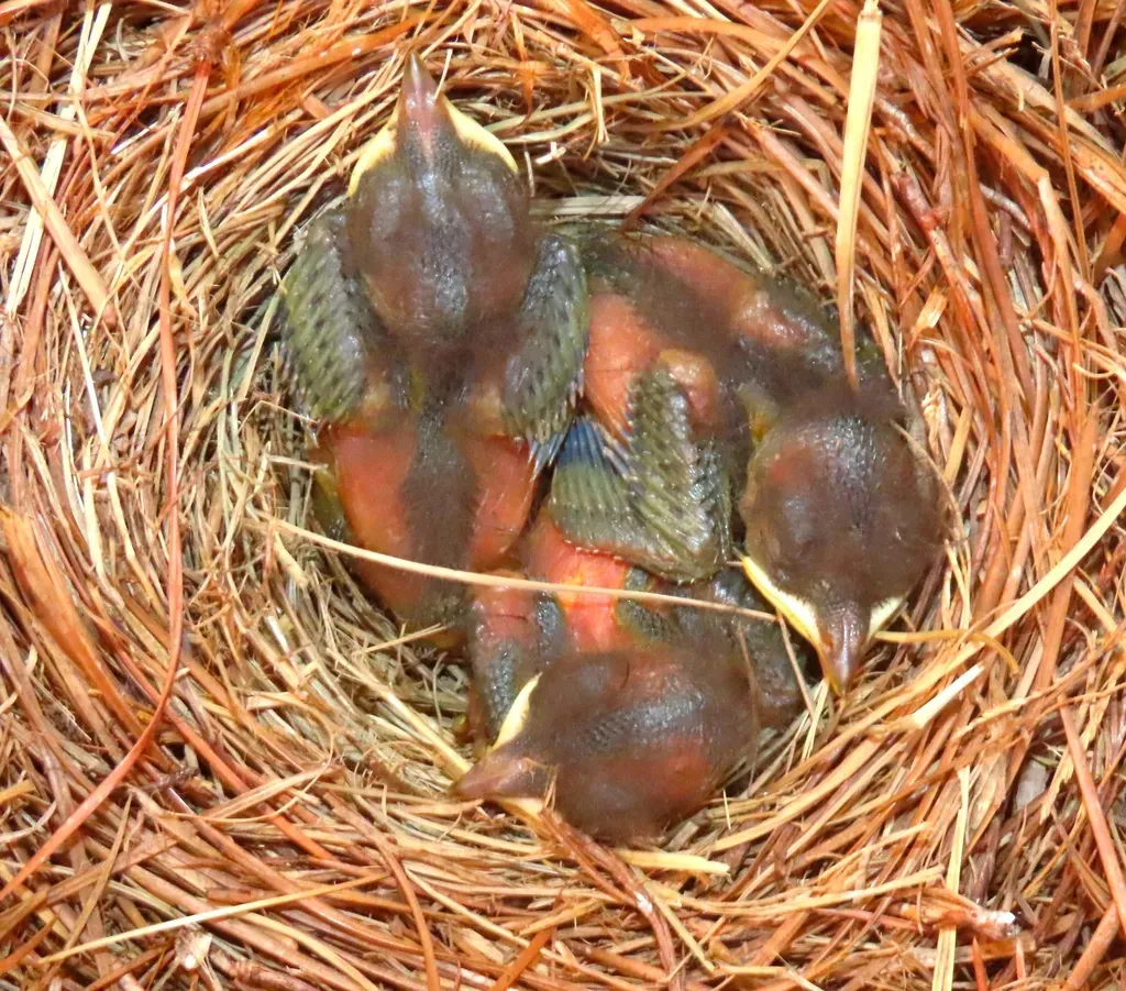 8. Provide Nesting Boxes (Image Credits: Rawpixel)