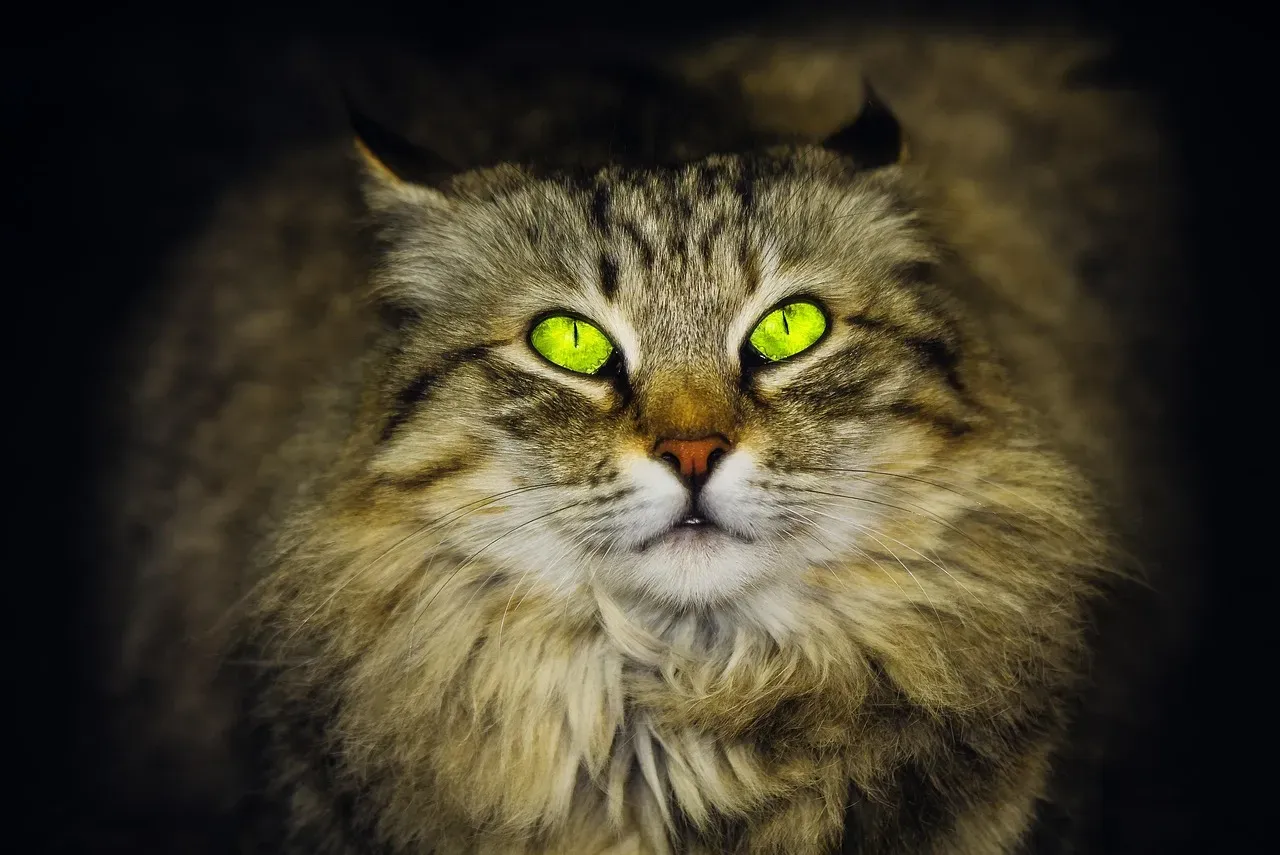 Cats Need Just as Much Care as Dogs (Image Credits: Pixabay)