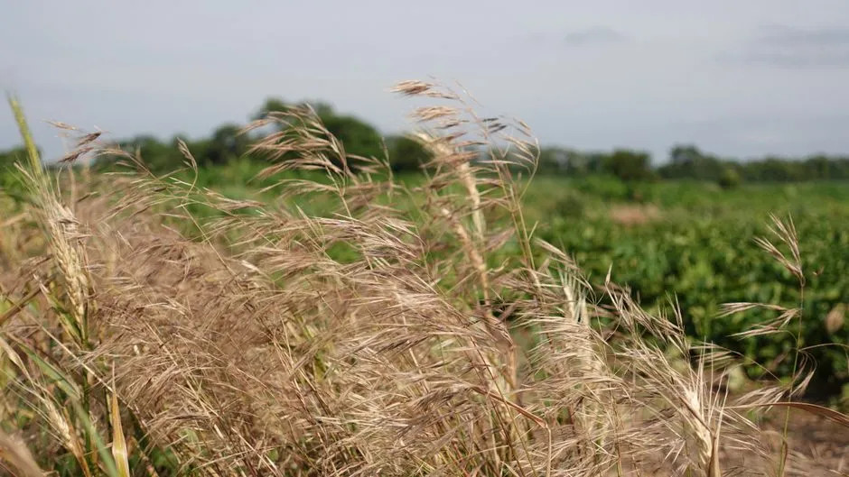 1. Switchgrass (Panicum virgatum): The Subtle Shelter Maker (Image Credits: Pexels)