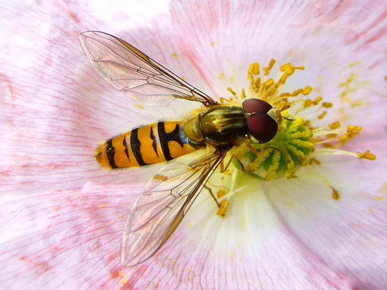 Hover Flies (Image Credits: Pixabay)