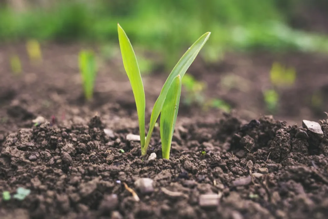 #1 - Your Soil Matters More Than Your Seeds (Image Credits: Unsplash)