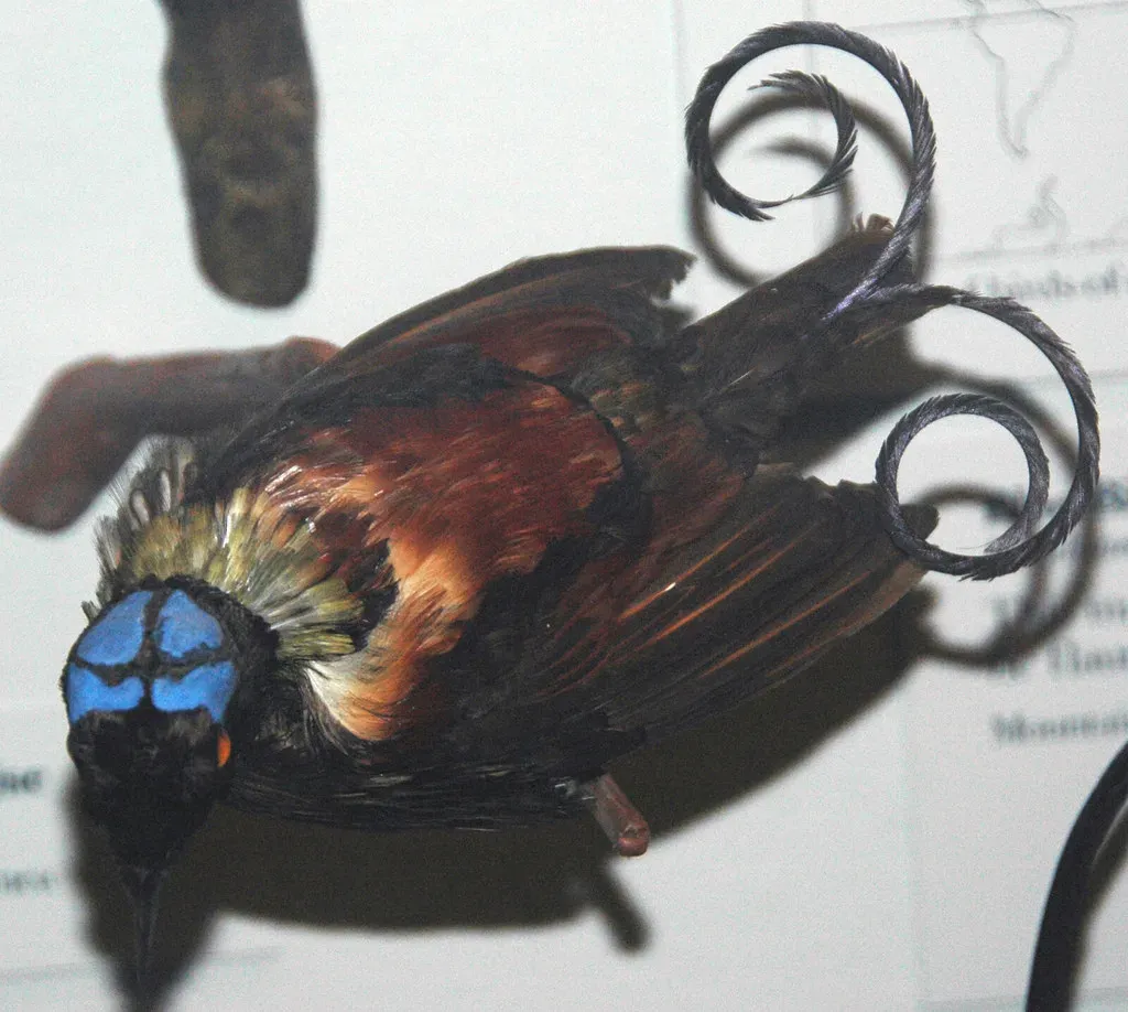 9. The Wilson's Bird-of-Paradise: The Most Impossibly Beautiful Oddity (James St. John, Flickr, CC BY 2.0)