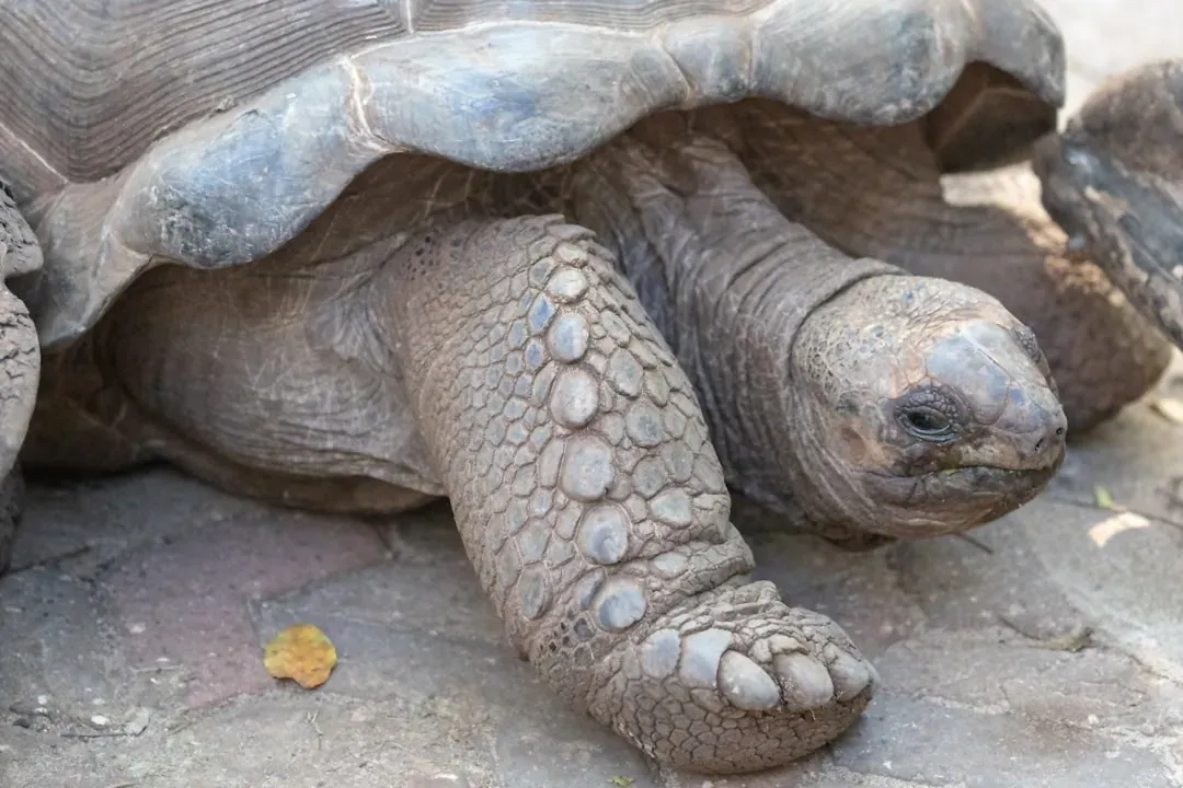 #2. Taurus (April 20 – May 20): The Aldabra Giant Tortoise (Image Credits: Unsplash)
