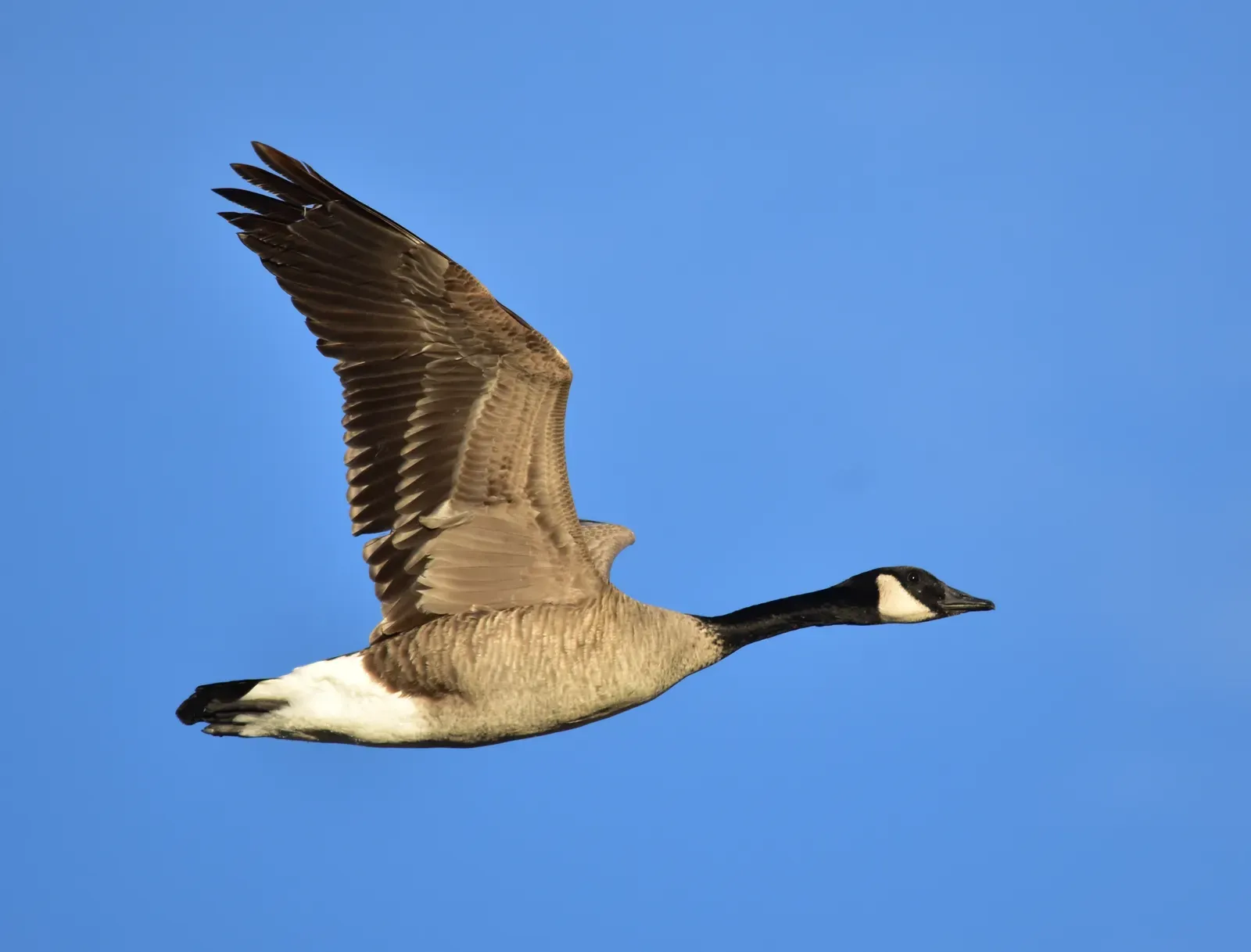 Sagittarius (November 22 – December 21): The Canada Goose (Canada goose on Seedskadee NWR, Public domain)