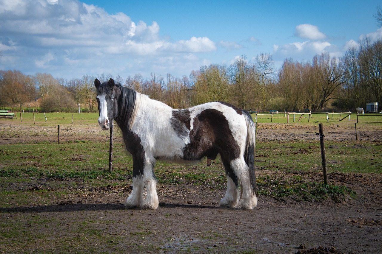 Capricorn: The Draft Horse (Image Credits: Pixabay)