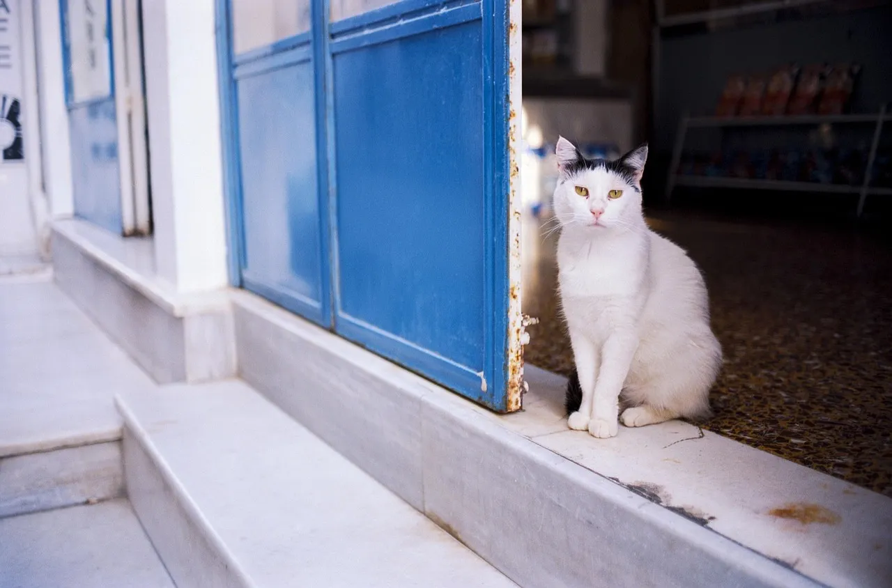 Conclusion: The Bathroom Door Is a Window Into Your Cat’s Mind (Image Credits: Pixabay)