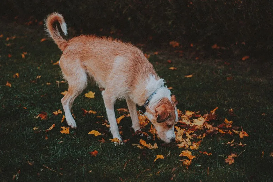 #12 - Shorter Walks... But Longer Pauses To Smell (Image Credits: Pexels)