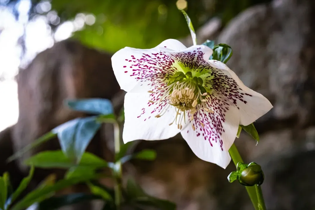 Hellebores: The Christmas Rose That Defies Winter (Image Credits: Unsplash)
