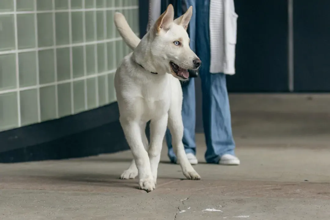 Training Detection Dogs: From Puppy To Medical Marvel (Image Credits: Unsplash)