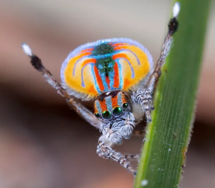 The Peacock Spider and Smaller Creatures: The Tiny Leo Energy (By Jürgen Otto, CC BY-SA 2.0)